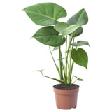 MONSTERA DELICIOSA Plante naturelle, Monstera deliciosa « faux philo », 12 cm