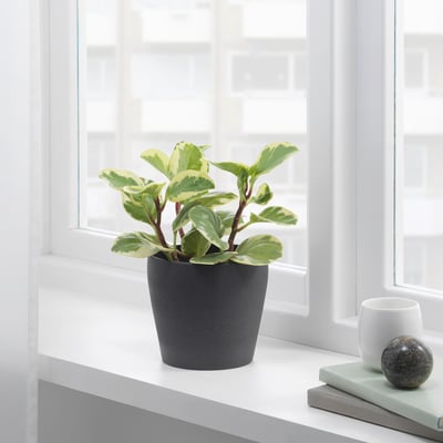 Plantes et cache-pots - IKEA