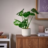 SANDKÖRSBÄR Cache-pot, intérieur/extérieur/beige, 12 cm