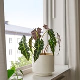 SANDKÖRSBÄR Cache-pot, intérieur/extérieur/beige, 19 cm