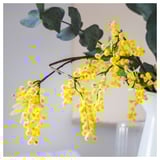 SVARTOXBÄR Bougie parfumée dans verre, mimosa/jaune, 25 hr