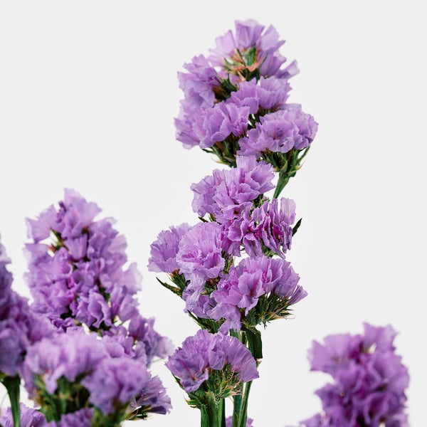 TORKA Fleurs/plantes séchées, botte/mauve, 70 cm