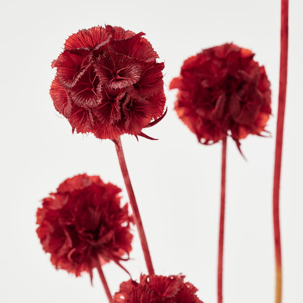 TORKA Fleurs/plantes séchées, botte/Scabiosa Stellata rouge, 40 cm
