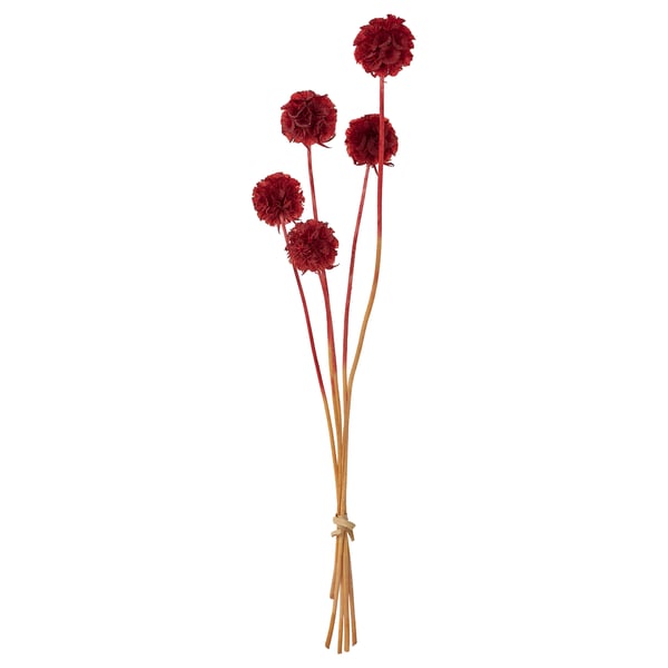 TORKA Fleurs/plantes séchées, botte/Scabiosa Stellata rouge, 40 cm