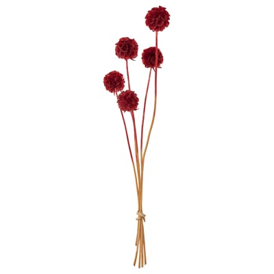 TORKA Fleurs/plantes séchées, botte/Scabiosa Stellata rouge, 40 cm