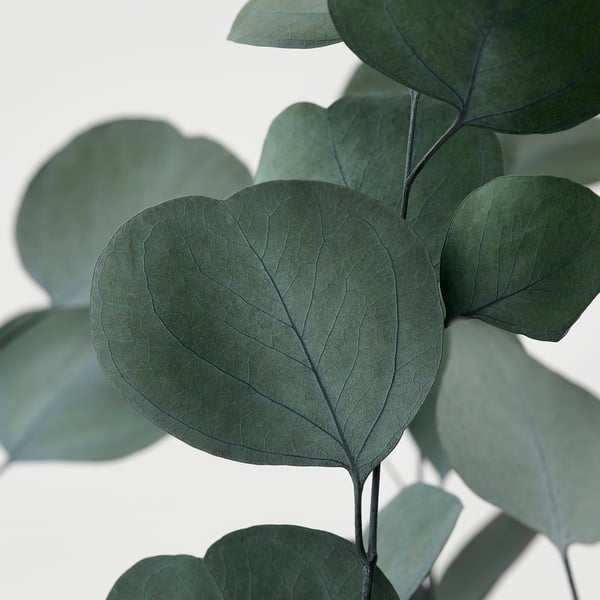 TORKA Plantes séchées, botte/eucalyptus vert, 70 cm