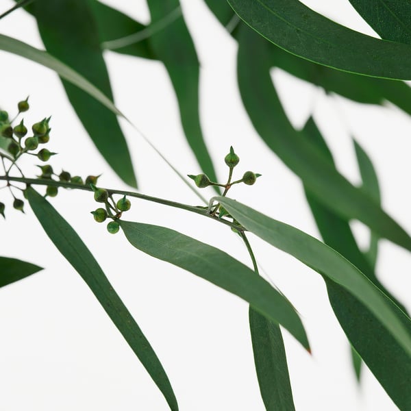 TORKA Plantes séchées, botte/vert, 70 cm