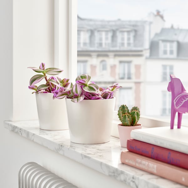 TRADESCANTIA Plante naturelle, Misère mauve, 12 cm