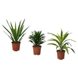 TROPISK Plante naturelle, diverses espèces, 17 cm