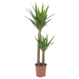 YUCCA ELEPHANTIPES Plante naturelle, Yucca/2 tiges, 24 cm