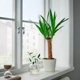 YUCCA ELEPHANTIPES Plante naturelle, Yucca, 14 cm