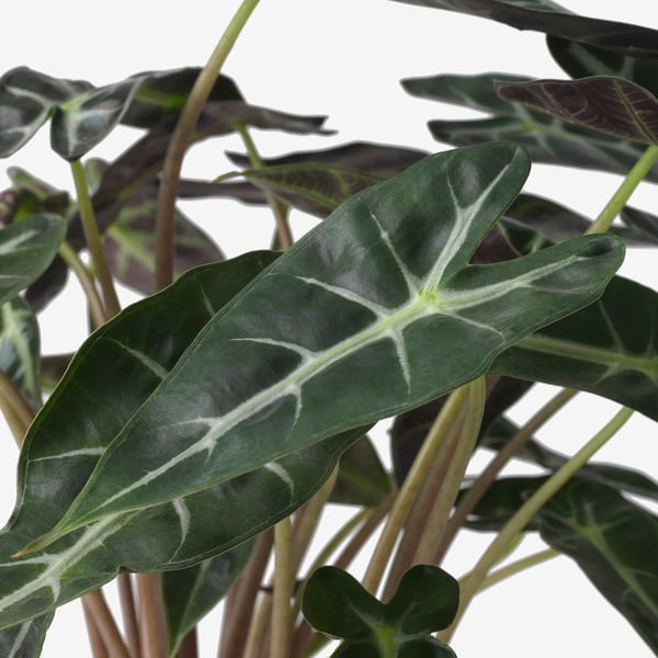 Dark green ALOCASIA leaves with prominent white veining, showcasing their glossy texture and healthy appearance.