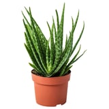 ALOE VERA Potted plant, Aloe, 13 cm