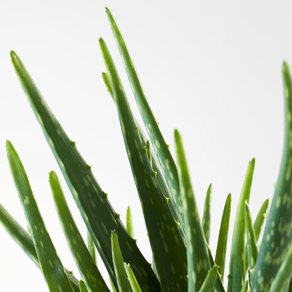 ALOE VERA Potted plant, Aloe, 13 cm
