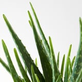 ALOE VERA Potted plant, Aloe, 13 cm