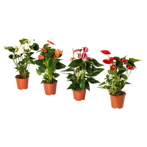 Four potted ANTHURIUM plants in terracotta pots, featuring white, red, and pink flowers.