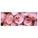 BJÖRKSTA Picture, Pink peony, 140x56 cm