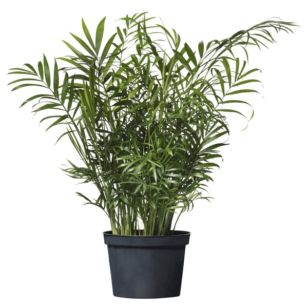 CHAMAEDOREA ELEGANS Potted plant, Parlour palm, 15 cm