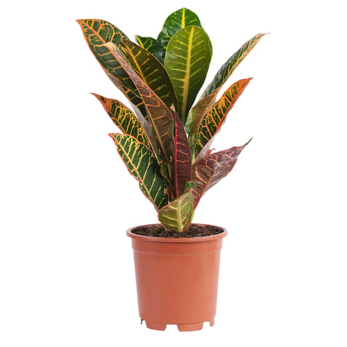 Potted plant