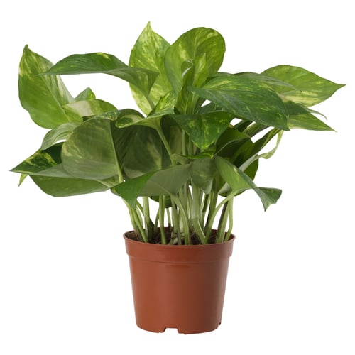 Potted EPIPREMNUM with large green leaves.