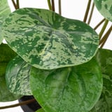 FEJKA Artificial potted plant, in/outdoor Pilea, 9 cm