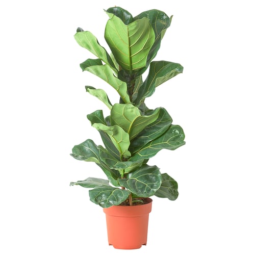Red-potted fiddle leaf fig with green leaves.