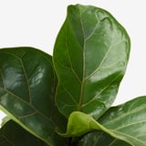 FICUS LYRATA Potted plant, fiddle-leaf fig, 20 cm
