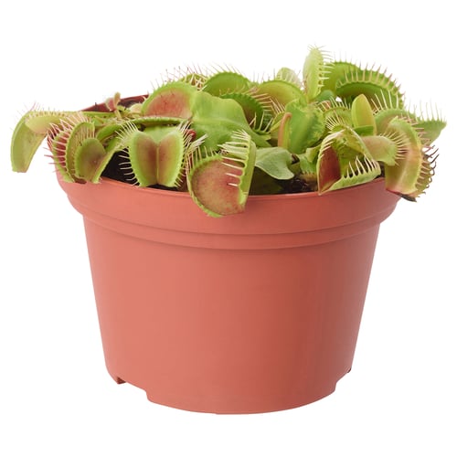 Venus flytrap in red plastic planter.