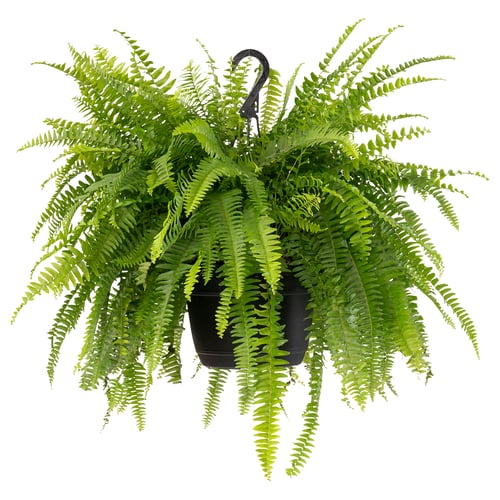 Potted fern
