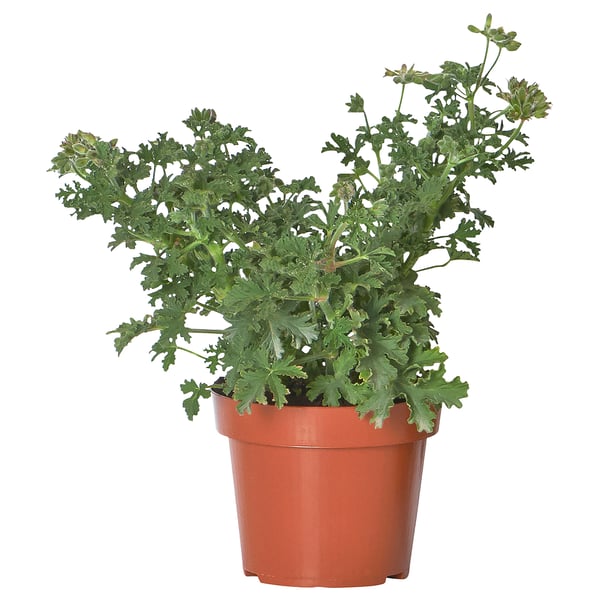PELARGONIUM Potted plant, Mosquito plant, 15 cm