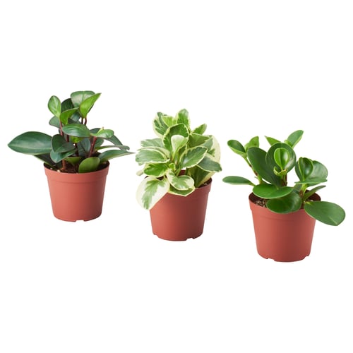 Three PEPEROMIA plants in red pots, vibrant green leaves with white variations.