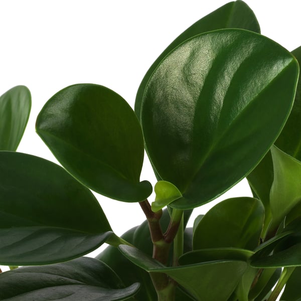 PEPEROMIA Potted plant, assorted, 15 cm
