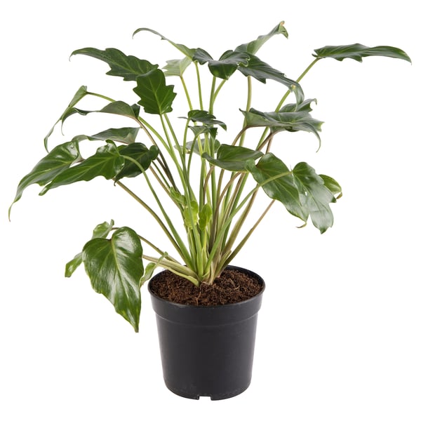 PHILODENDRON XANADU Potted plant, 18 cm