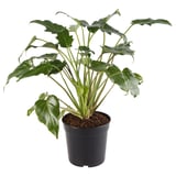 PHILODENDRON XANADU Potted plant, 18 cm