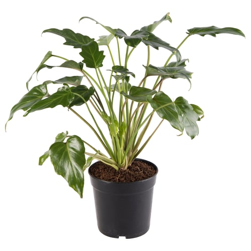 Potted PHILODENDRON XANADU in black container, bright green leaves.
