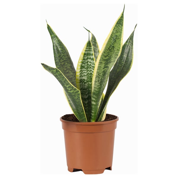 SANSEVIERIA TRIFASCIATA Potted plant, Mother-in-law's tongue/assorted, 20 cm