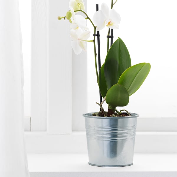 SOCKER Plant pot, in/outdoor/galvanised, 10.5 cm