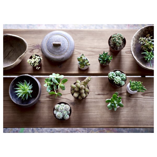 SUCCULENT Potted plant, assorted/Succulent, 10 cm