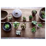 SUCCULENT Potted plant, assorted/Succulent, 10 cm