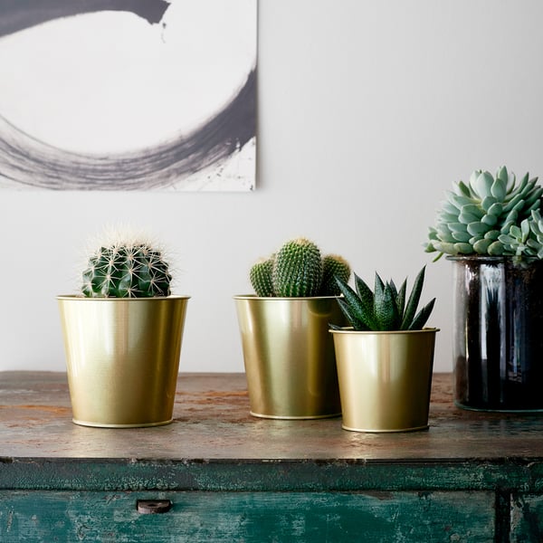 SUCCULENT Potted plant, assorted/Succulent, 10 cm