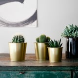 SUCCULENT Potted plant, assorted/Succulent, 10 cm