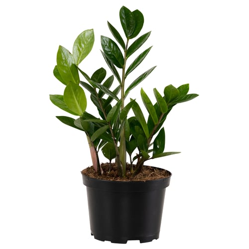 Potted green plant in black plastic container.