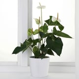 ANTHURIUM Planta en maceta, Anturio, 10.5 cm