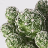 CACTACEAE Planta en maceta, cactus/especies varias, 10 cm