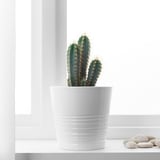 CACTACEAE Planta en maceta, cactus/especies varias, 10 cm