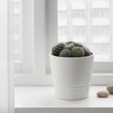 CACTACEAE Planta en maceta, cactus/especies varias, 10 cm