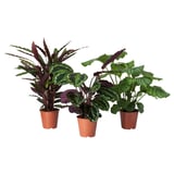 CALATHEA Planta en maceta, calatea/especies varias, 15 cm
