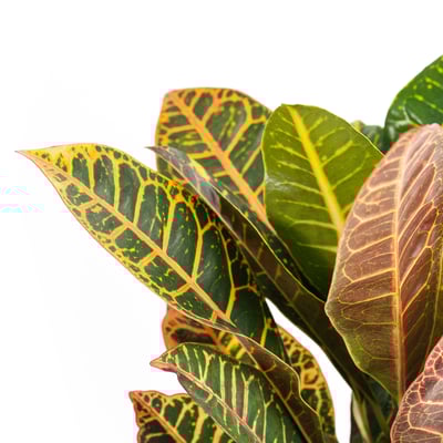 CODIAEUM Planta en maceta, croton, 15 cm