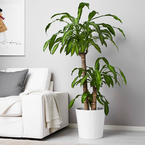 DRACAENA MASSANGEANA Planta en maceta, Tronco de Brasil/3 troncos, 25 cm