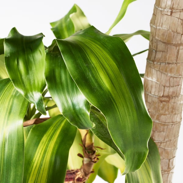 DRACAENA MASSANGEANA Planta en maceta, Tronco de Brasil/3 troncos, 25 cm